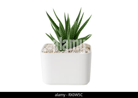 Haworthia succulent close up in white pot. Isolated on white. Stock Photo