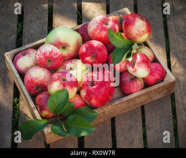 Wooden box of red apples on wooden boards in a apple orchard. Stock Photo