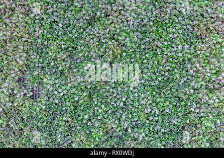 Exterior wall with plastic green leaves. Stock Photo