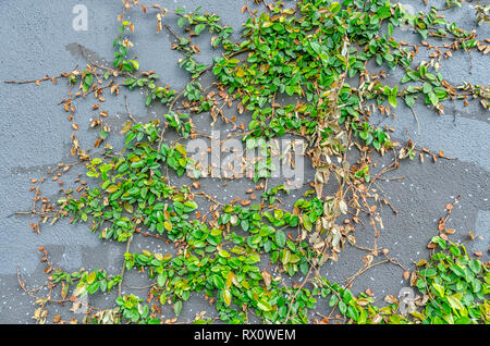 Grey wall with creeping green vine. Stock Photo