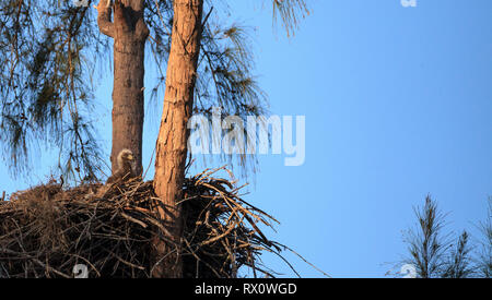 Bald eaglet Haliaeetus leucocephalus in a nest on Marco Island, Florida in the winter. Stock Photo