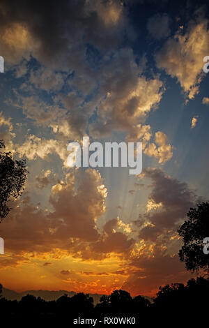 vertical sunset image between trees with clouds and sunrays Stock Photo