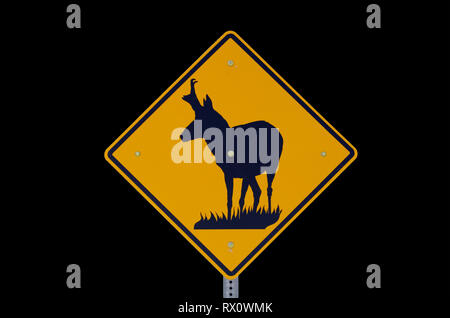 road sign warning of pronghorn antelope crossing the road with black background Stock Photo