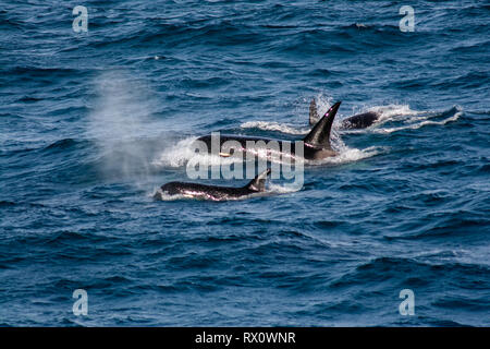 A pod of Type D, a virtually unknown ecotype of killer whales or orca in the Southern Ocean between Falkland Islands and South Georgia Island Stock Photo