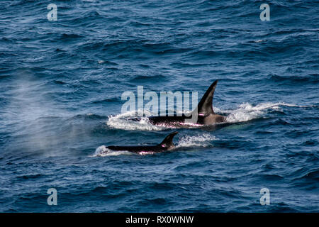 A pod of Type D, a virtually unknown ecotype of killer whales or orca in the Southern Ocean between Falkland Islands and South Georgia Island Stock Photo