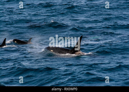 A pod of Type D, a virtually unknown ecotype of killer whales or orca in the Southern Ocean between Falkland Islands and South Georgia Island Stock Photo