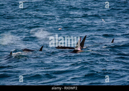 A pod of Type D, a virtually unknown ecotype of killer whales or orca in the Southern Ocean between Falkland Islands and South Georgia Island Stock Photo