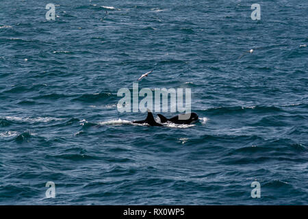 A pod of Type D, a virtually unknown ecotype of killer whales or orca in the Southern Ocean between Falkland Islands and South Georgia Island Stock Photo