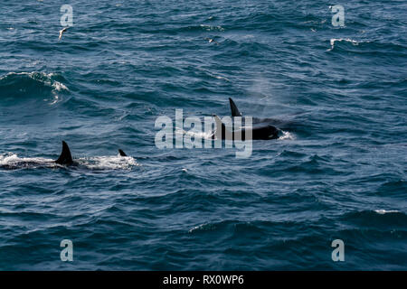 A pod of Type D, a virtually unknown ecotype of killer whales or orca in the Southern Ocean between Falkland Islands and South Georgia Island Stock Photo