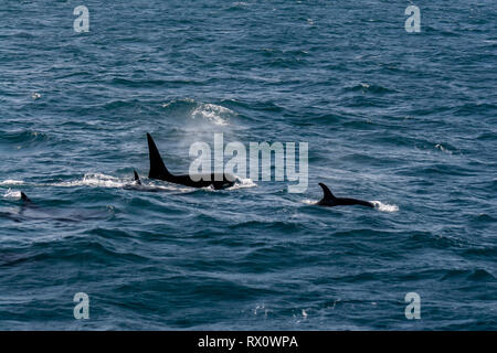 A pod of Type D, a virtually unknown ecotype of killer whales or orca in the Southern Ocean between Falkland Islands and South Georgia Island Stock Photo