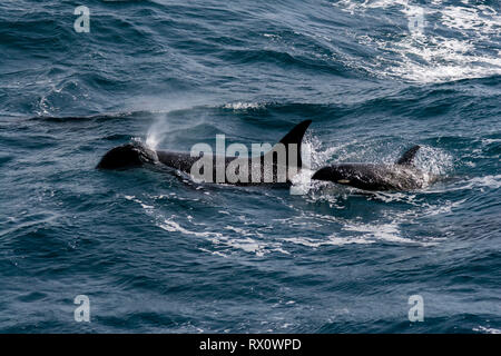 A pod of Type D, a virtually unknown ecotype of killer whales or orca in the Southern Ocean between Falkland Islands and South Georgia Island Stock Photo