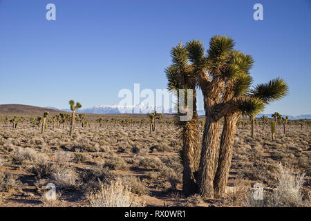 joshua trees growing in the high desert of Death Valley National Park with Telescope Peak in the distance Stock Photo