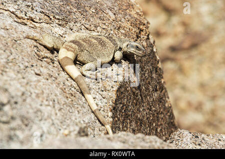 chuckwalla lizard or Souromalus ater sitting on a rock in the desert Stock Photo