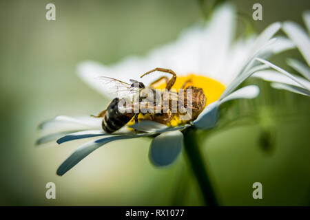 Spider on daisy hunting little wasp macro Stock Photo