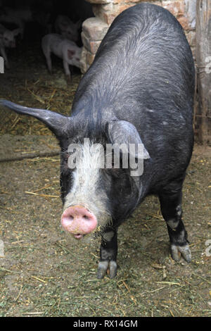 Big Black Domestic Sow Pig in Pen at Farm Stock Photo
