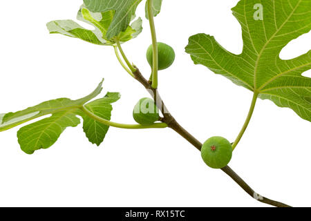 Three green figs hanging froam the branch of the tree isolated on white background. Stock Photo