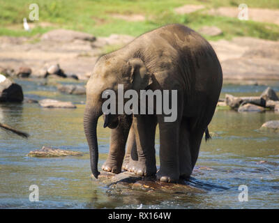 Baby elephants in the river on Sri Lanka Stock Photo