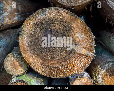 a close up detail macro face on of pile stack of cut sawn section logged felled tree trees timber log logs seasoning for forestry industry Stock Photo