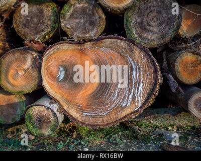 a close up detail macro face on of pile stack of cut sawn section logged felled tree trees timber log logs seasoning for forestry industry Stock Photo