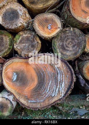 a close up detail macro face on of pile stack of cut sawn section logged felled tree trees timber log logs seasoning for forestry industry Stock Photo