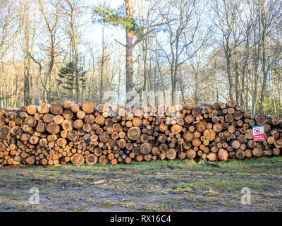 a pile of cut sawn logged felled tree trees in background timber log logs seasoning with warning sign for forestry industry Stock Photo