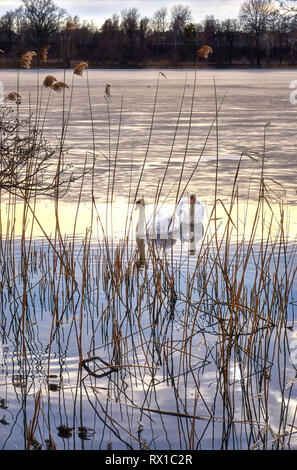 Two swans in a half frozen lake behind reeds. Stock Photo