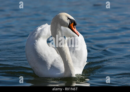 The swan is swimming peacefully  in the river and shows its wings and beauty Stock Photo