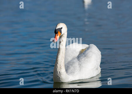 The swan is swimming peacefully  in the river and shows its wings and beauty Stock Photo
