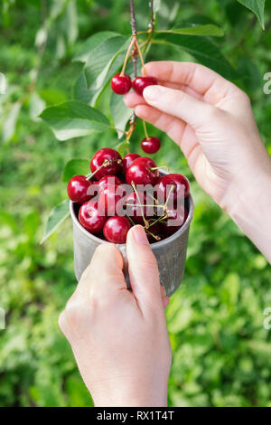 Picking sweet cherries from cherry tree. Women hands holding a mug full of red ripe cherries. Stock Photo