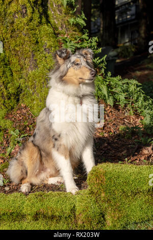 Issaquah, Washington.  Five month old Blue Meryl Rough Collie sitting in his yard. (PR) Stock Photo