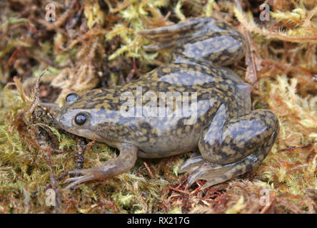 African Clawed-Frog (Xenopus laevis) Stock Photo