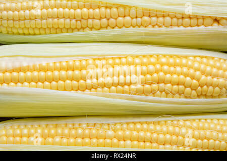 Background of grains of fresh ripe sweet corns closeup. Stock Photo
