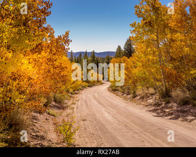 Dirt road in the Eastern Sierra Nevada Mountains during autumn with brightly colored leaves and Aspen trees.