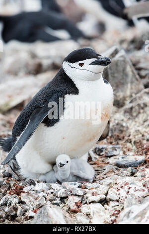 A Chinstrap penguin (Pygoscelis antarcticus) keeps its two newly borm babies warm and safe from predation at Half Moon Island. Livingston Island, south Shetland Islands, Antarctic Peninsula. Stock Photo