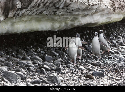 Adelie Penguins (Pygoscelis Adeliae) march along a pebble strewn beach under a snowfield at Brown Bluff on the Antarctic Continent, Antarctica Stock Photo