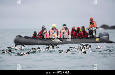 Cape Petrels (Daption capense) gather together to feed on a bait ball as a zodiak full of passengers looks on.  Elephant Island, South Shetland Islands, antarctica. Stock Photo