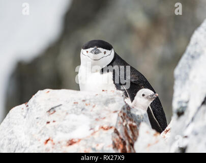 A Chinstrap Penguin and chick nest among rocks at Orne Harbor, Graham Land, The Antarctic Peninsula. Stock Photo