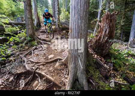 Cumberland's 'Off Broadway' a steep single track mountain bike trail is generally reserved for the advanced mountain biker , Cumberland, The Comox Valley, Vancouver Island, British Columbia, Canada. Stock Photo