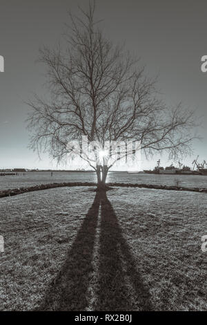 A tree in winter silhouetted by sunset Stock Photo