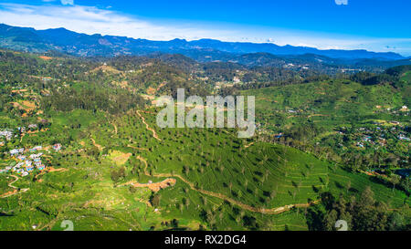 Aerial. Famous green tea plantation landscape view from Lipton's Seat, Haputale, Sri Lanka. Stock Photo