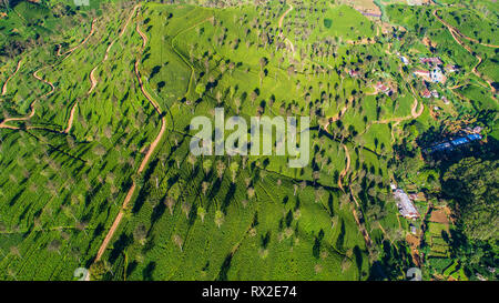 Aerial. Famous green tea plantation landscape view from Lipton's Seat, Haputale, Sri Lanka. Stock Photo