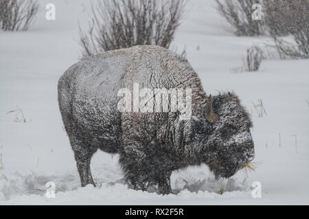 American Bison in heavy snow in Yellowstone National Park Stock Photo