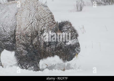 American Bison in heavy snow in Yellowstone National Park Stock Photo