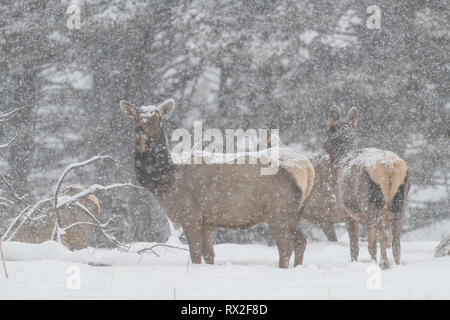 Elk (Cervus elaphus) on a snowy slope on the Columbia Blacktail Plateau. at Yellowstone National Park,Mammoth Hot Springs,Wyoming,USA on January 22 . Photo: Frank Pali Stock Photo