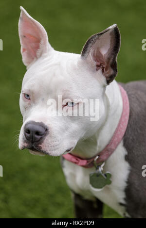 Blue-eyed female puppy American Pit Bull Terrier Head Stock Photo