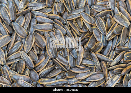 Top view dry Sun Flower seed isolated on white background. Stock Photo