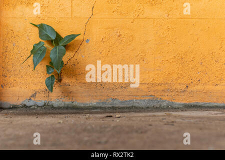 The tree grows in a orange wall with cracks. Stock Photo