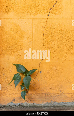 The tree grows in a orange wall with cracks. Stock Photo