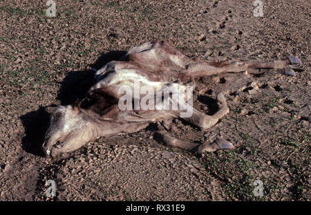 NEW SOUTH WALES AND OTHER PARTS OF AUSTRALIA HAVE BEEN EXPERIENCING LONG PERIODS AND DROUGHT AND A GREAT DEAL OF LIVESTOCK HAS PERISHED. Stock Photo