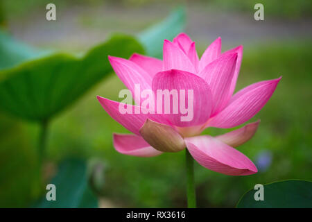 Pink lotus flower in natural daylight Stock Photo